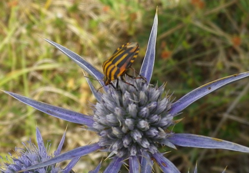 Insetto sopra un fiore